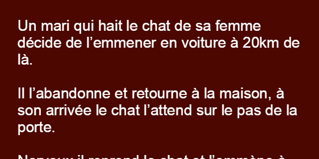 Il abandonne le chat de sa femme à 90 km de la maison