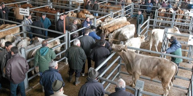 Le vieux paysan qui vend sa vache au marché