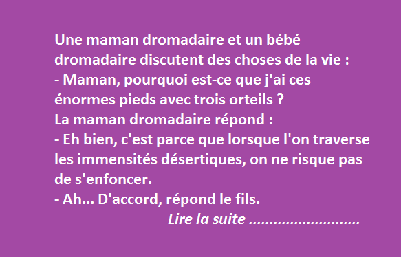 La vie des dromadaires